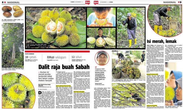 capturing durian story with my camera for BH